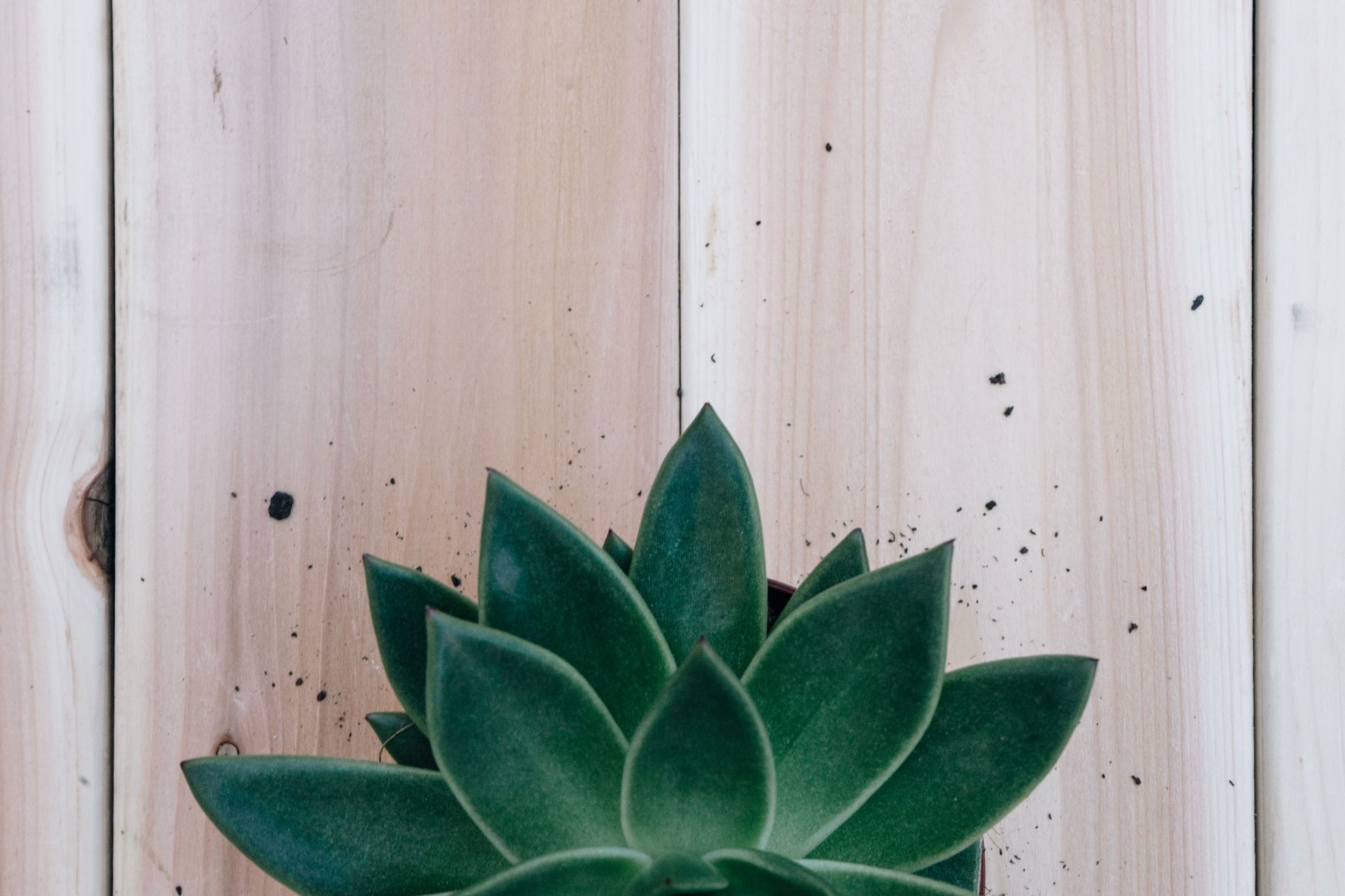 A close-up of a green succulent plant with a wooden background, showcasing natural textures.