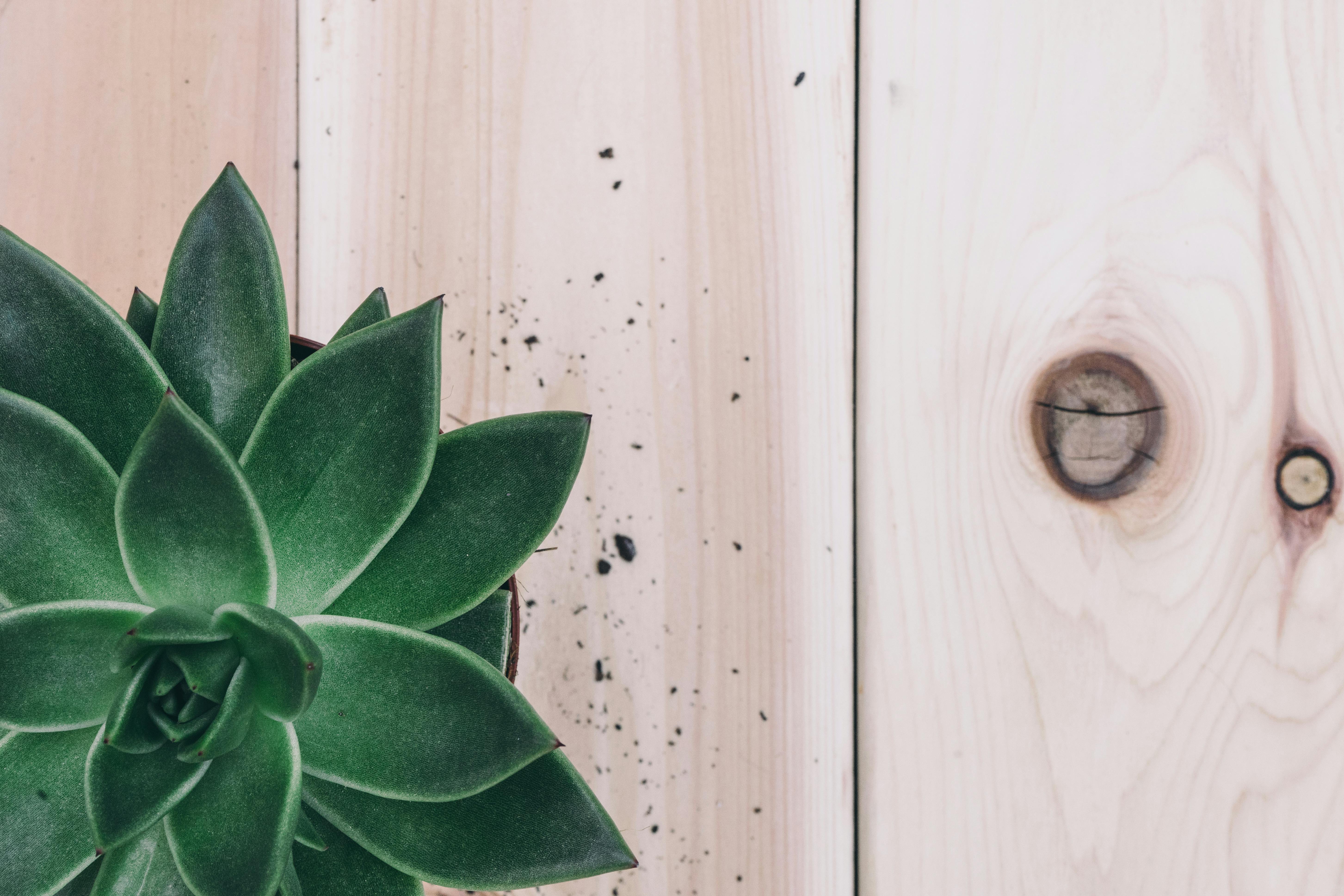 Three Green Assorted Plants In White Ceramic Pots · Free Stock Photo