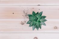 一株绿色多汁的植物被放置在浅色木制表面，土壤散落四周，画面以极简风格从上方拍摄