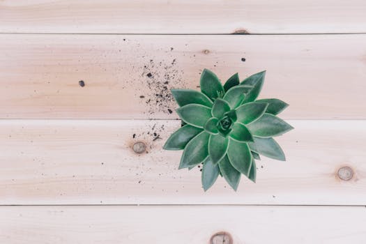 一株绿色多汁的植物被放置在浅色木制表面，土壤散落四周，画面以极简风格从上方拍摄