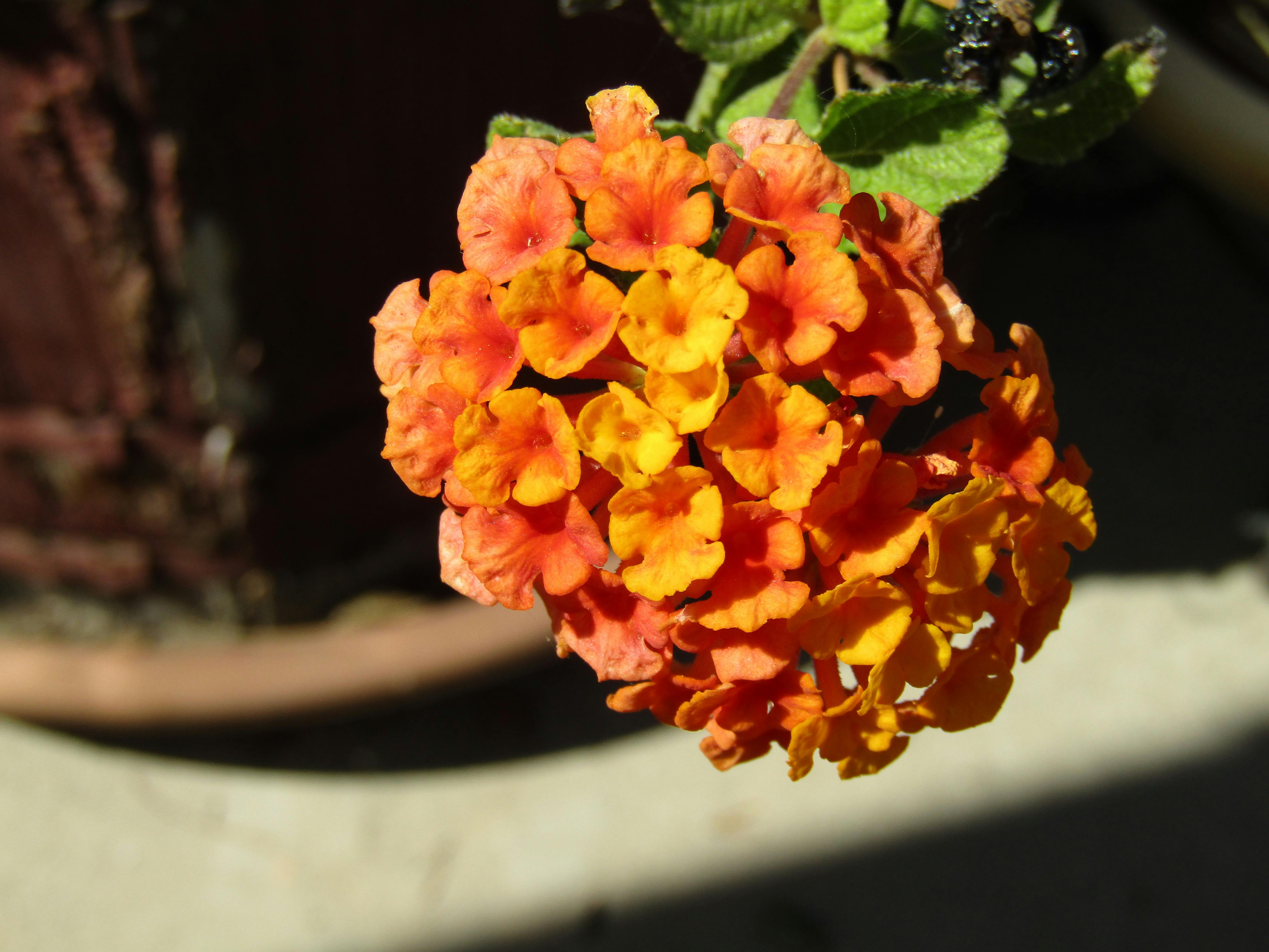 Free stock photo of flower, nature, orange flower