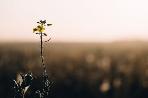 Free A single yellow flower stands tall in a dewy field, captured at sunrise with a soft, warm glow. Stock Photo