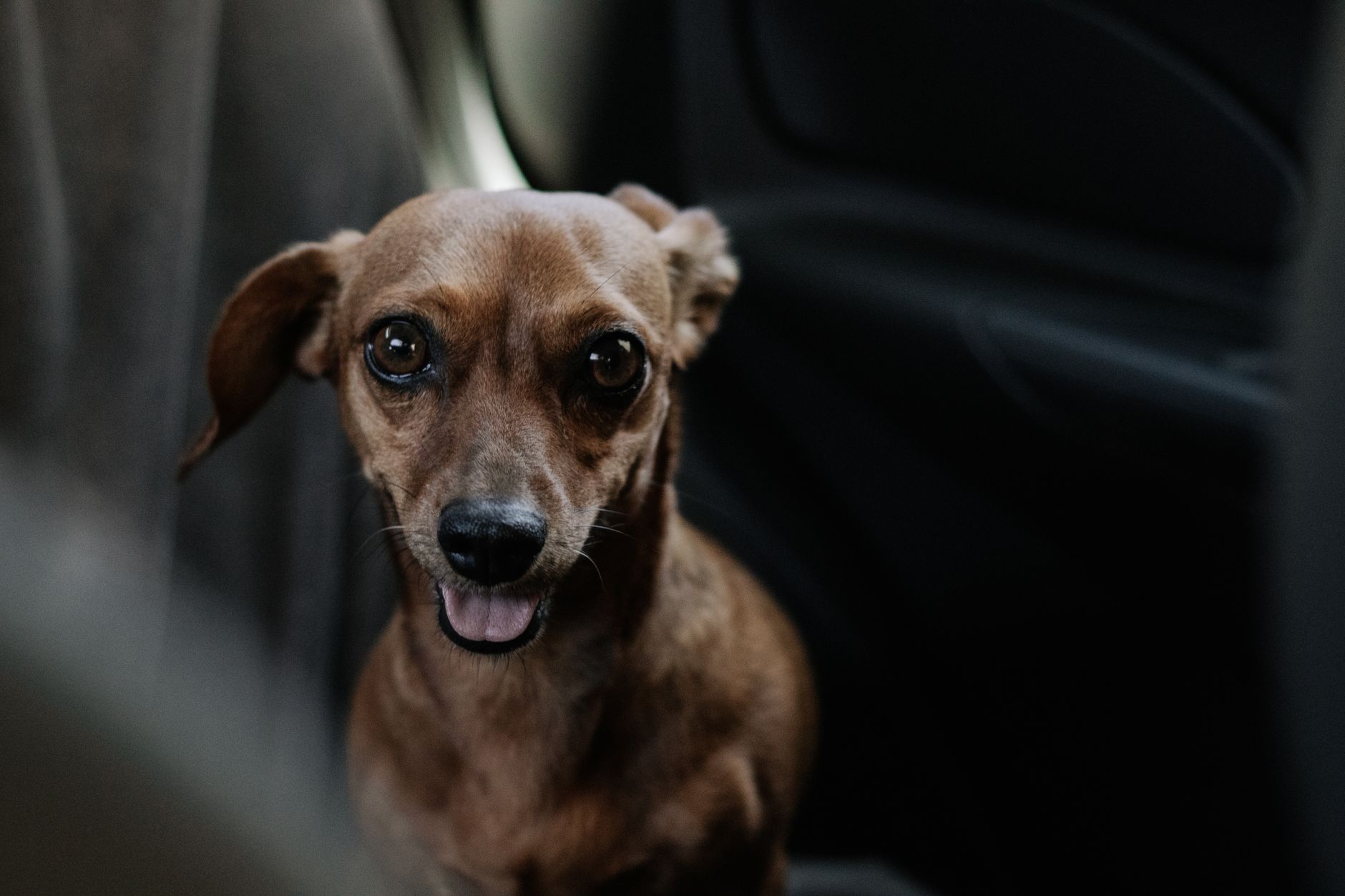 Best Portable Car Vacuum for Pet Hair 2026 – My Top 3 Picks