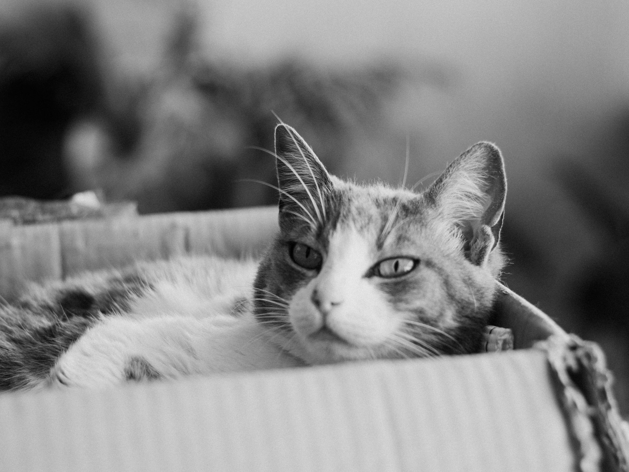 Packing & Materials in Trebarwith, South West — professional packers wrapping and boxing belongings