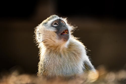 Young Baby Monkey Looks Up