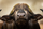 cape buffalo