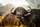 cape buffalo