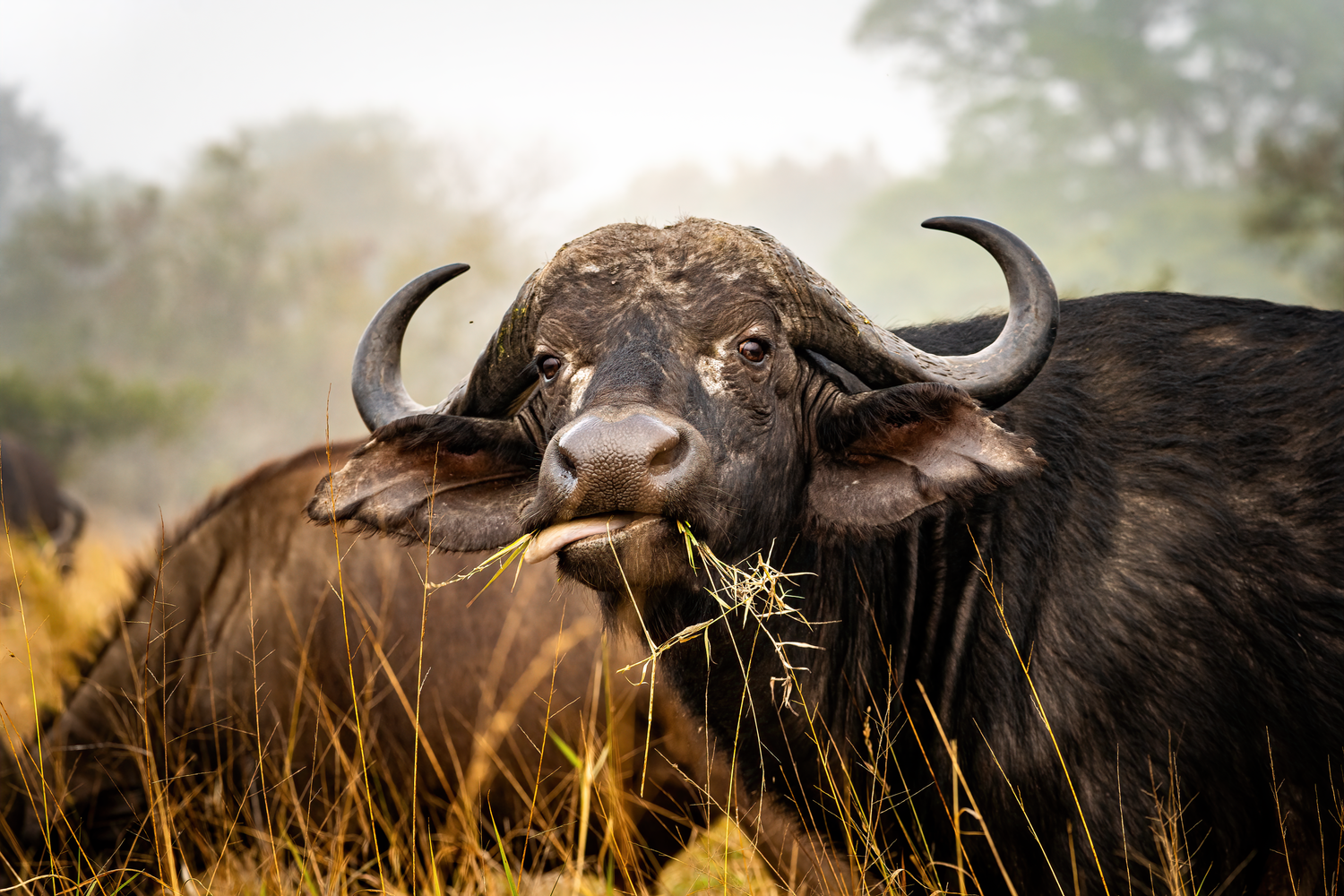 Buffalo Wallpaper Photos, Download The BEST Free Buffalo Wallpaper ...