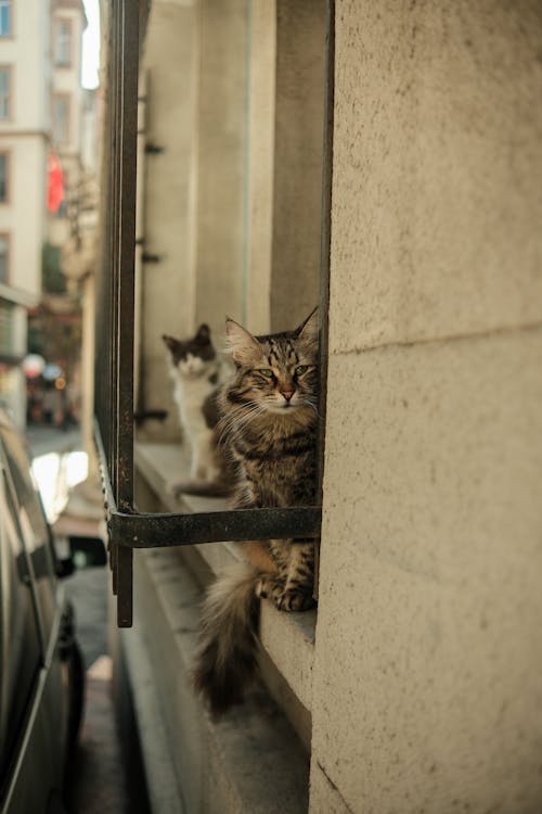 Cats Sitting on Windowsill