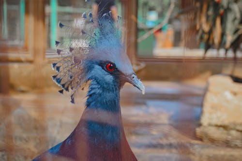 Darmowe zdjęcie z galerii z ptak, zwierzę