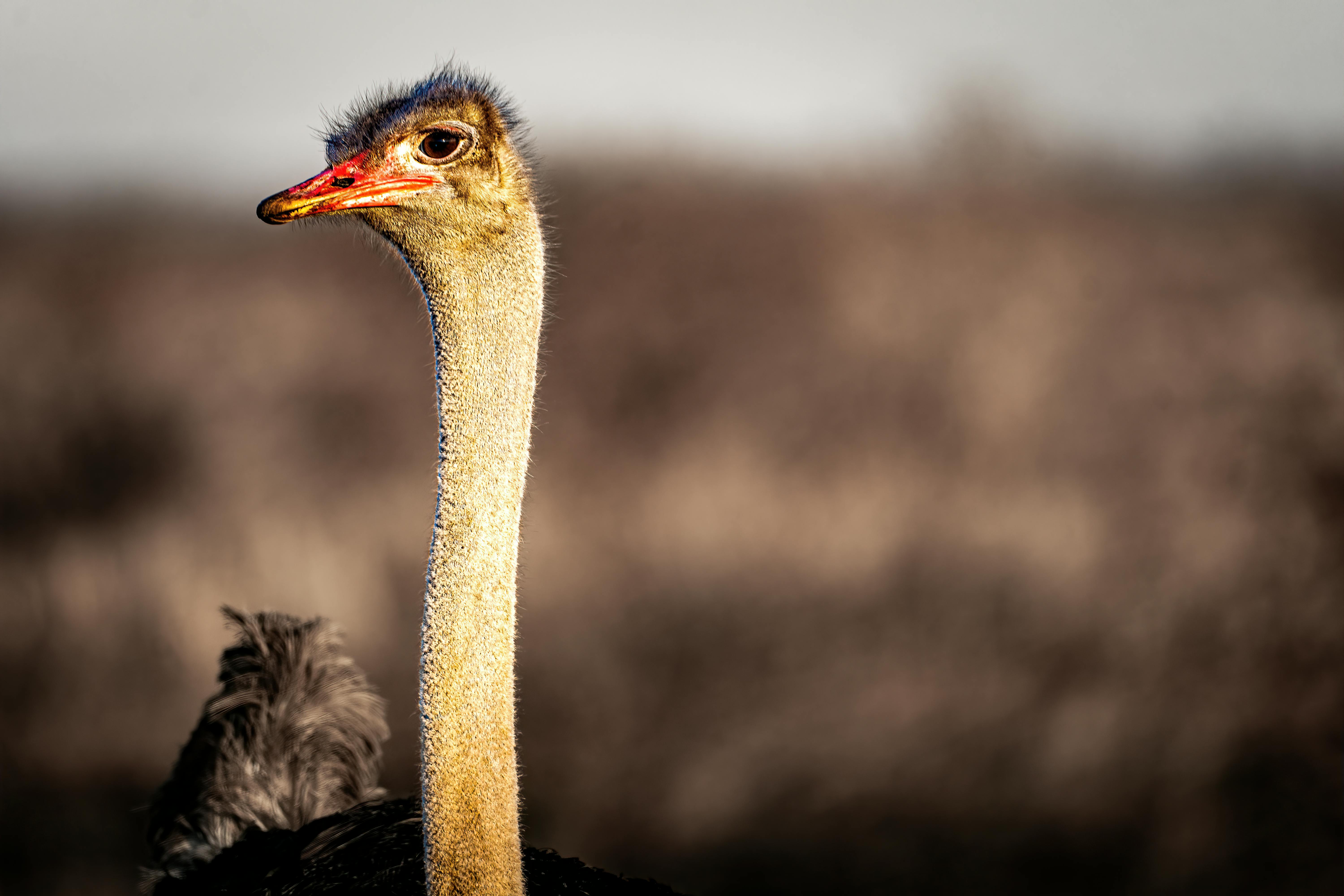 Ostrich Looking Left
