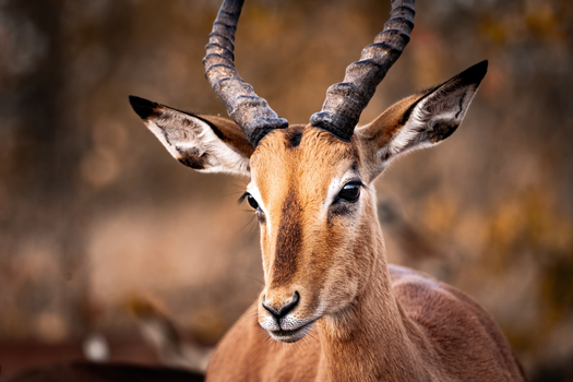 A detailed close-up of an impala in the wild, highlighting its features and horns.