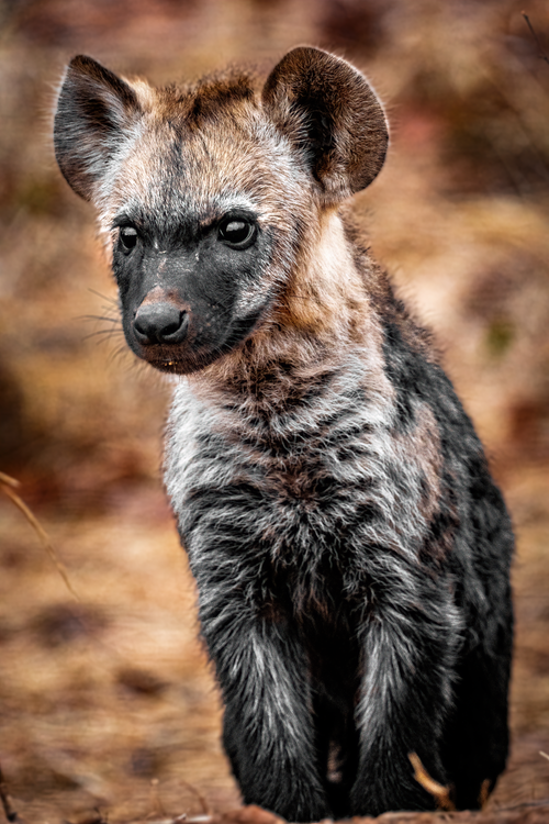 Free Close-up portrait of a young spotted hyena in South Africa, showcasing its distinctive markings and curious expression. Stock Photo