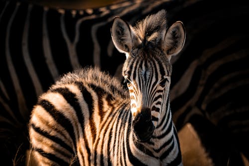 Základová fotografie zdarma na téma africké divoké zvěře, africký, Afrika