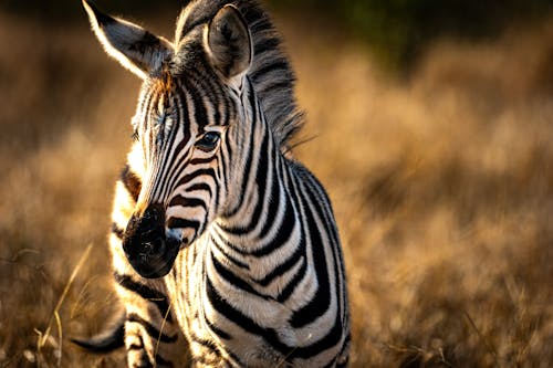 Základová fotografie zdarma na téma africké divoké zvěře, africký, Afrika