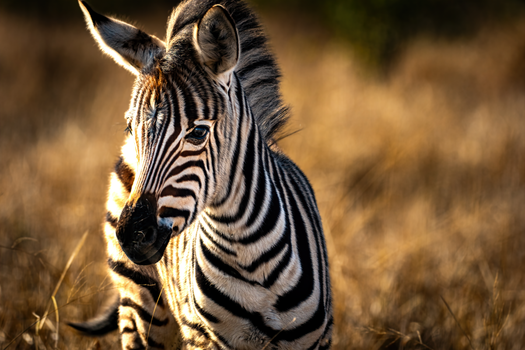 Close-up of a zebra foal in the golden grasslands of South Africa, showcasing vibrant stripes.