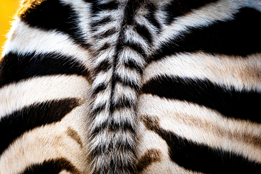 Intimate close-up of zebra stripes showcasing natural patterns and textures in MP, South Africa.