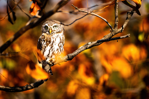 A spotted owlet perched on a branch with vibrant fall foliage background in South Africa.