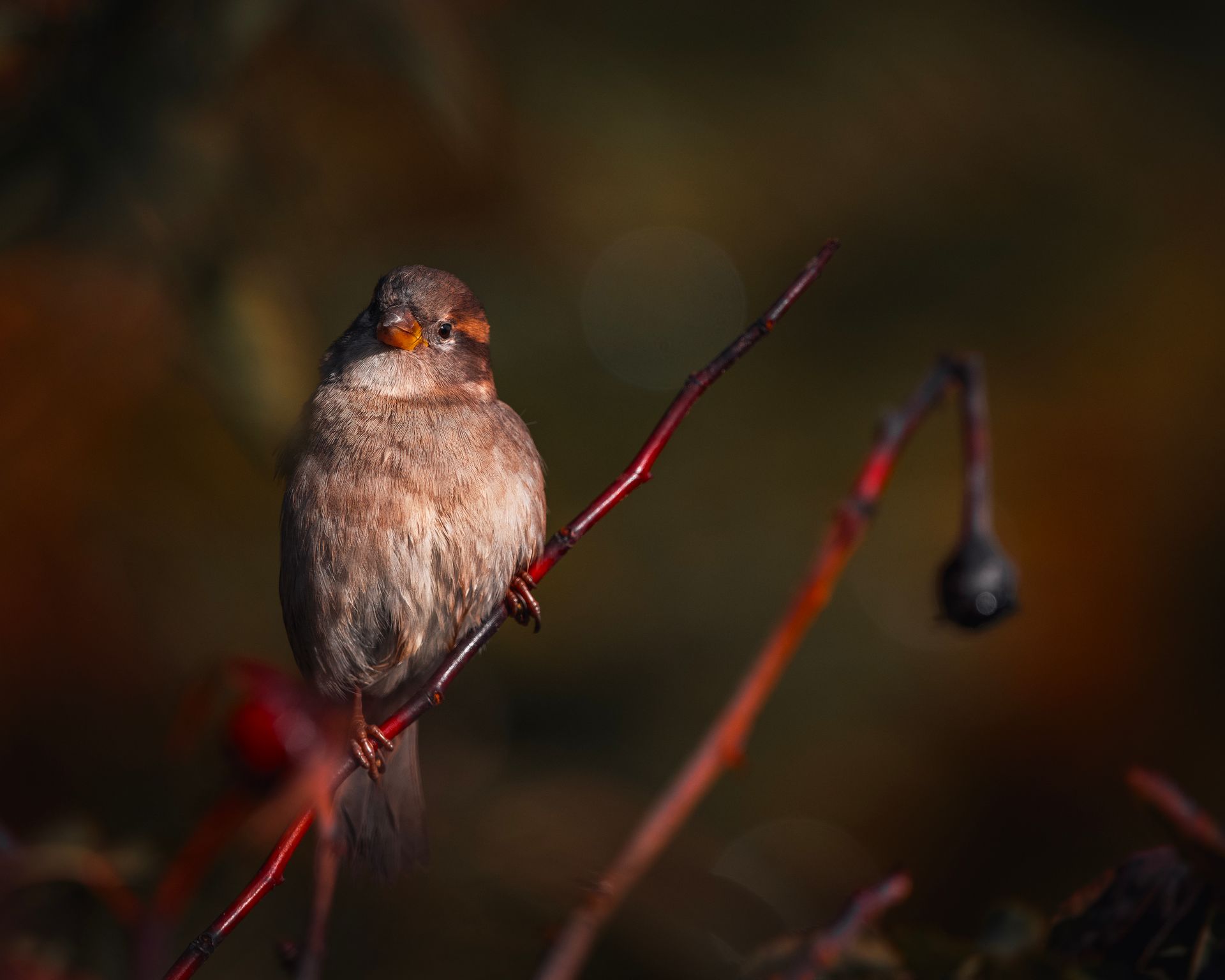 A sparrow perched on a red twig against a blurred natural background in Wenatchee, WA.