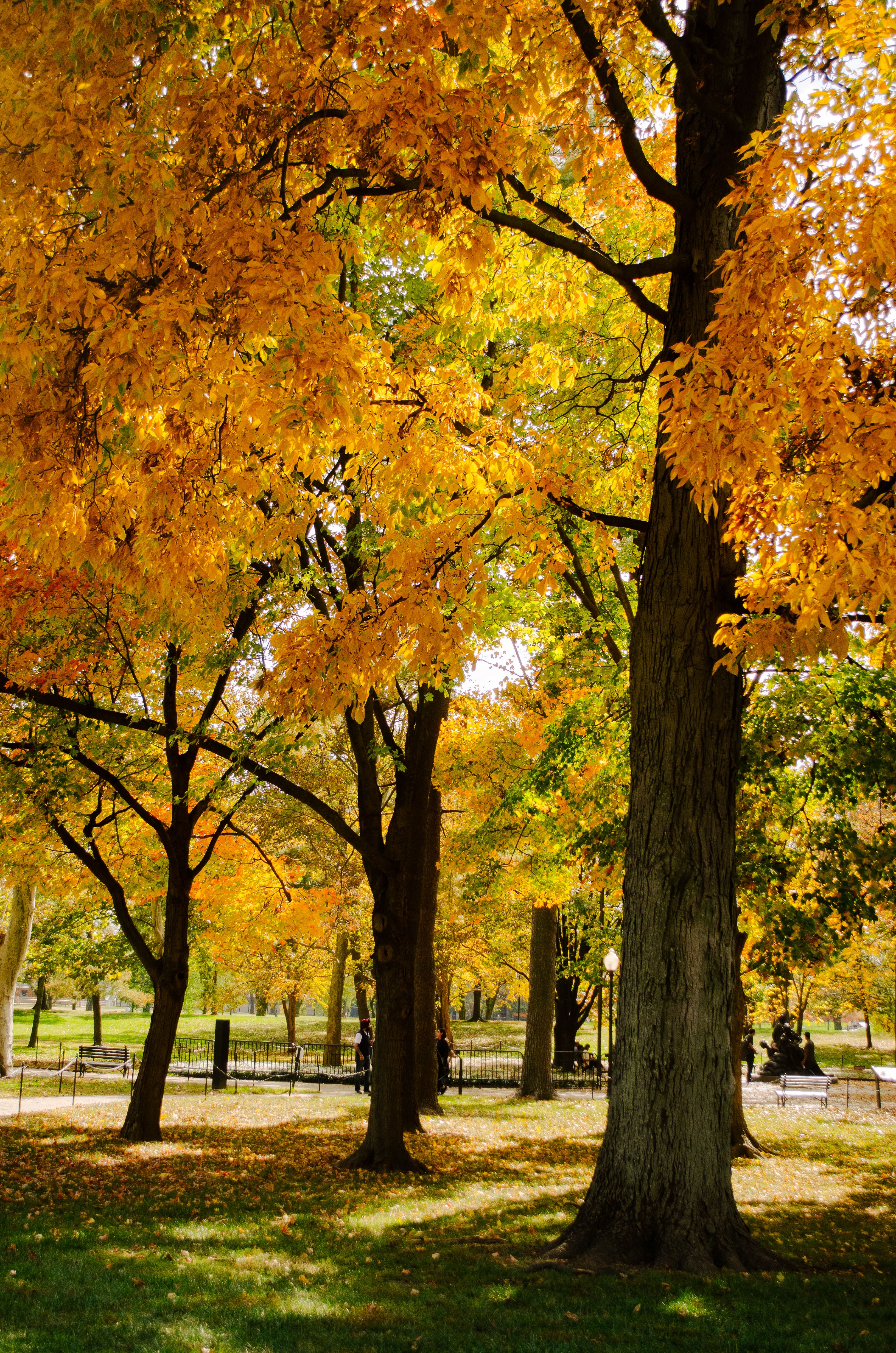 Colorful Trees in Park in Autumn · Free Stock Photo
