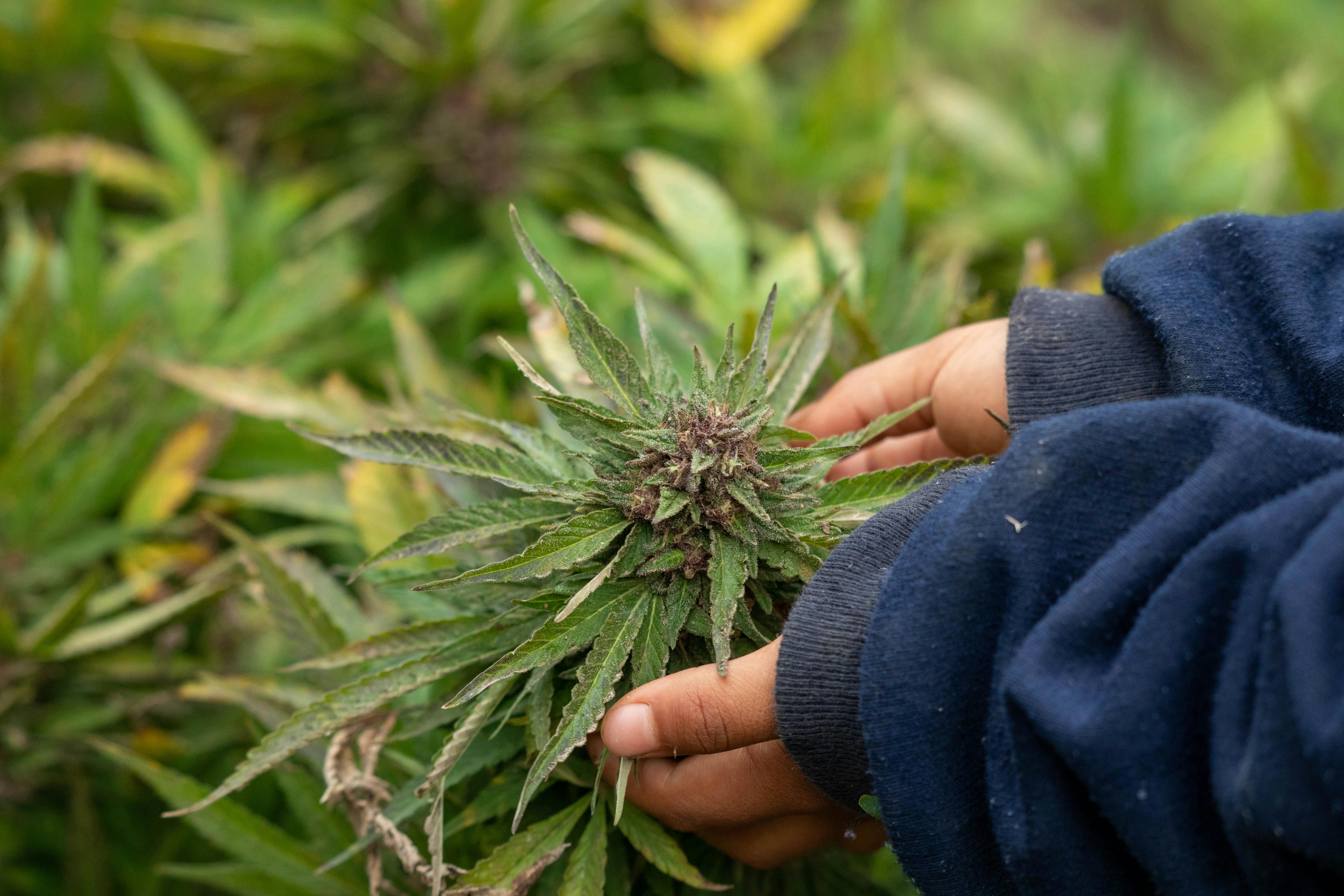 UMass Amherst Study Finds High School Students No More Likely to Use Marijuana After Legalization UMass Amherst Study Finds High School Students No More Likely to Use Marijuana After Legalization