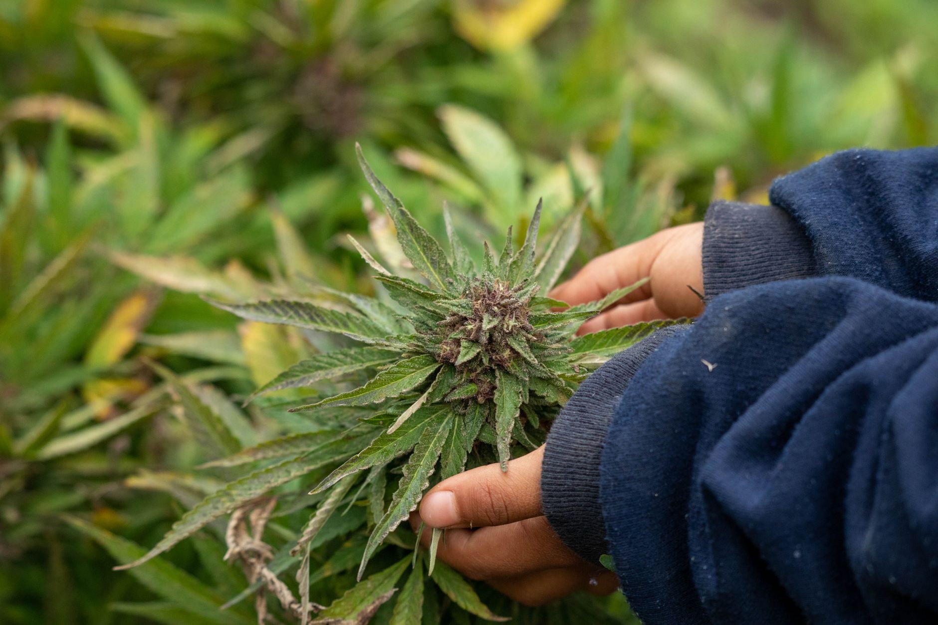 PF encontra plantação de maconha