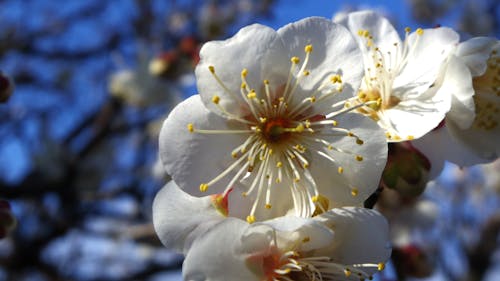 Free stock photo of blossoms, plum, white Stock Photo