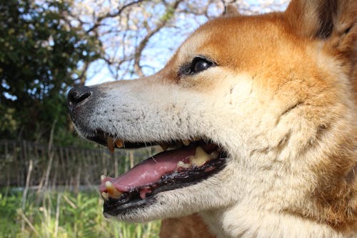 動物, 可愛, 向上 的 免费素材图片