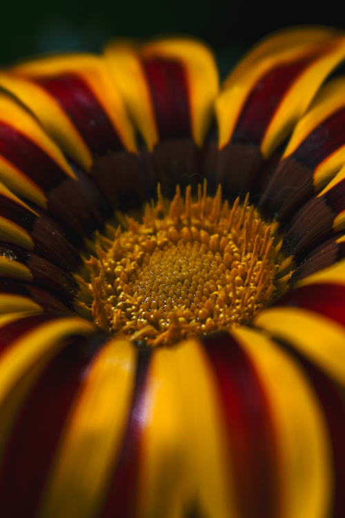 Free Explore the intricate details of a vibrant Gazania flower, showcasing its yellow and maroon petals in an extreme close-up. Stock Photo