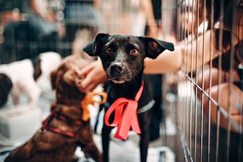 Free Photo of Black Puppy Stock Photo