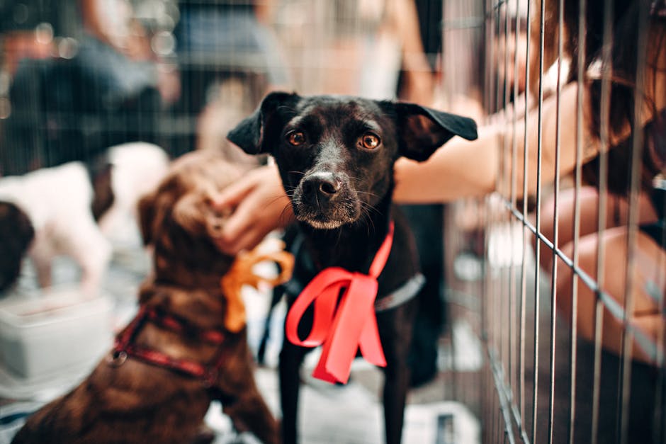 Cute black dog with red ribbon in animal shelter, symbolizing hope and rescue.