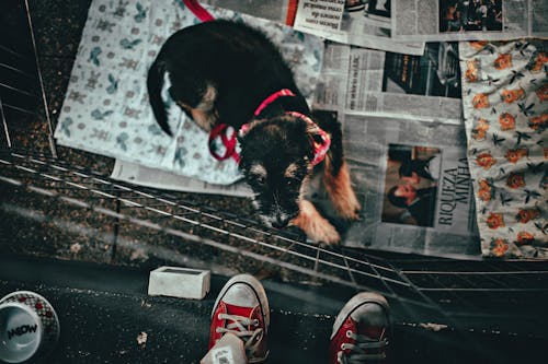 Základová fotografie zdarma na téma čenich, černý pes, čistokrevný