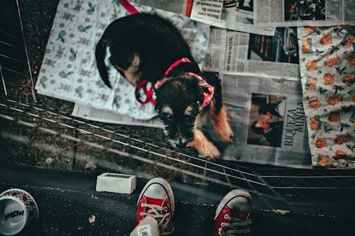 Photo of Black and Brown Puppy