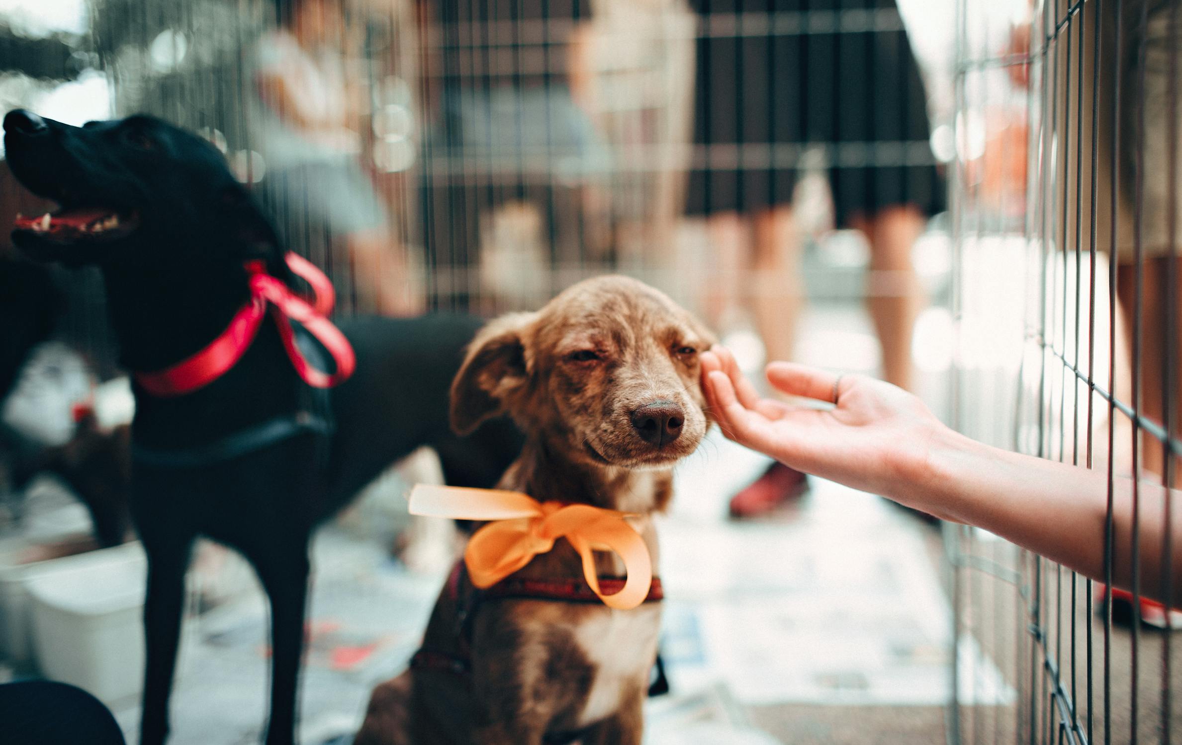 Dog in cage being pet
