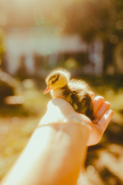 Cute duckling sitting in a human hand with warm sunlight focusing on comfort and care.