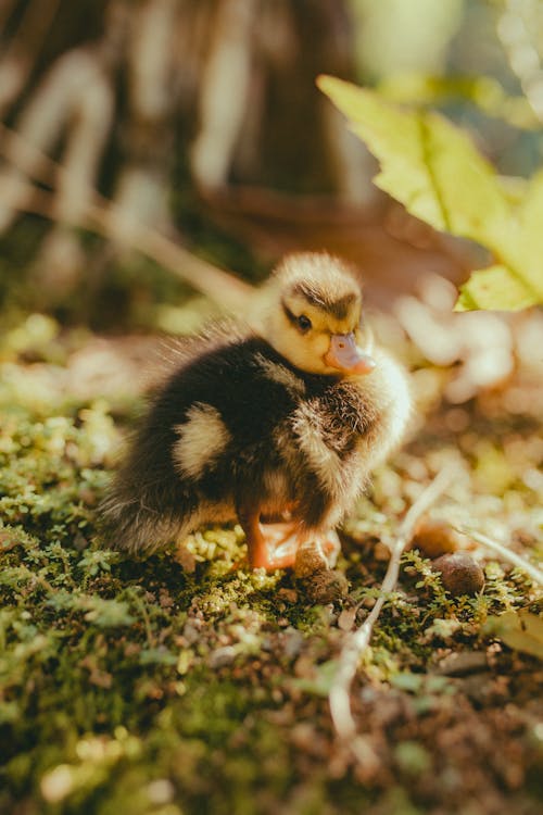 Duckling on Ground