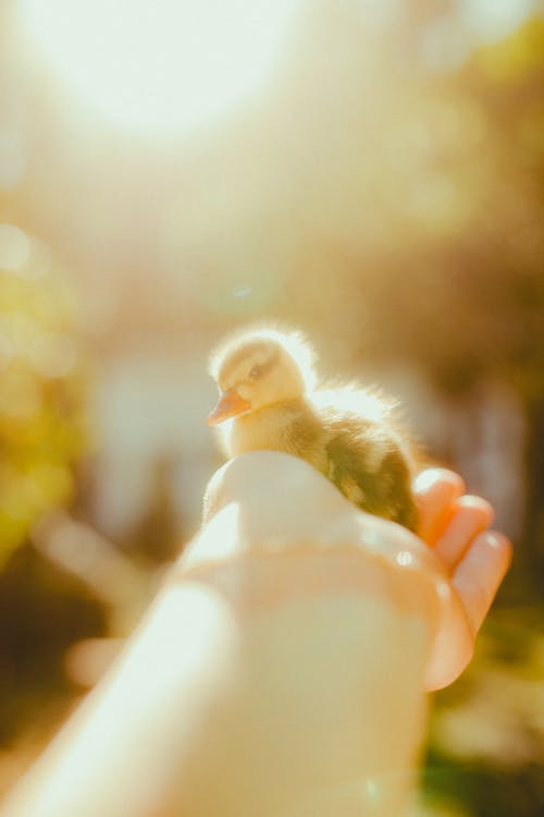 Duckling in Hand at Sunset