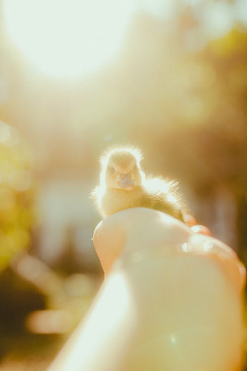 Hand Holding Duckling at Sunset