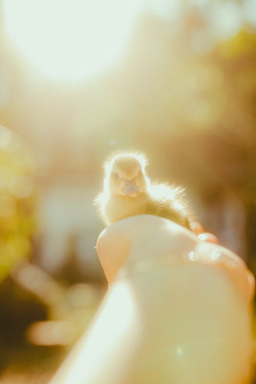 Fotos de stock gratuitas de animal, de cerca, luz del sol