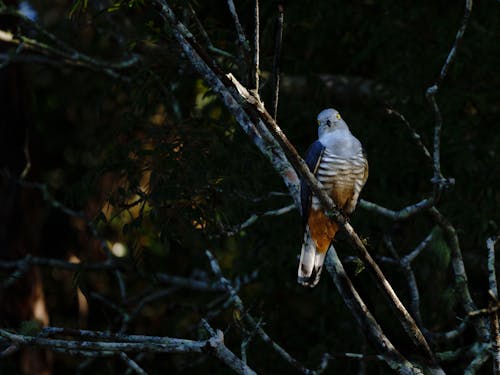 Imagine de stoc gratuită din crested baza, hawks