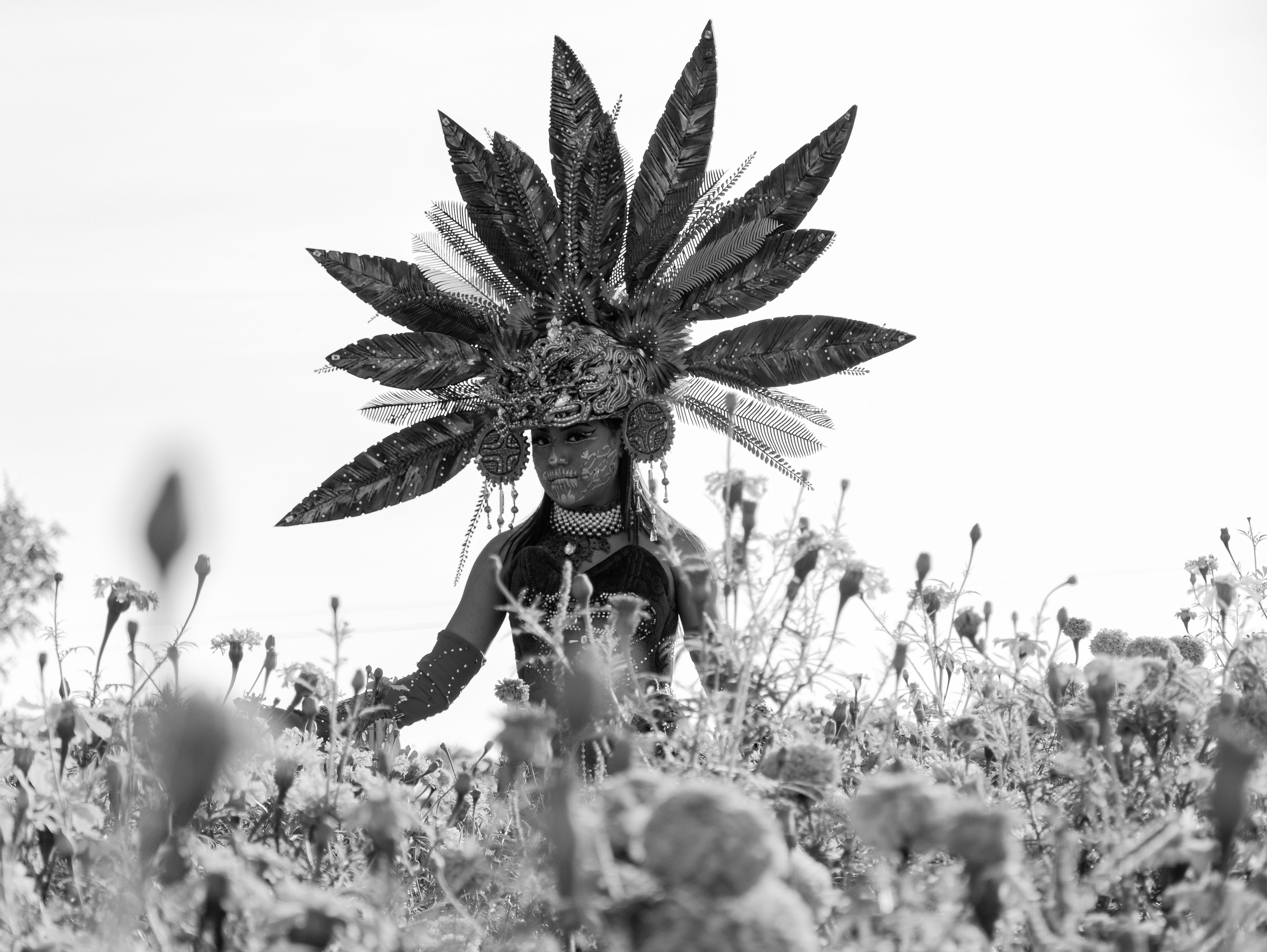 flor de la v