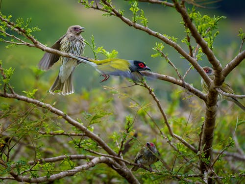 Gratis stockfoto met vijgen vogel