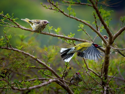 Gratis stockfoto met vijgen vogel