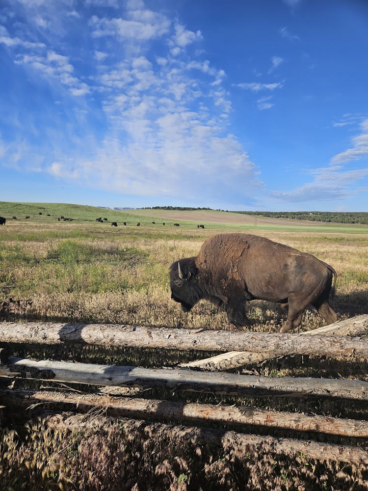 Buffalo On Pasture