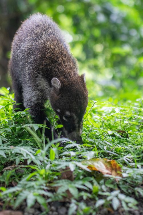 Free A coati explores vibrant foliage in a natural outdoor setting, showcasing wild animal behavior. Stock Photo