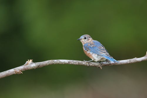 Foto profissional grátis de ave, bluebird oriental, compacto