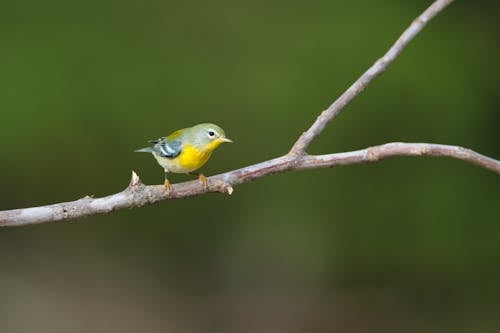 Gratis lagerfoto af dyrefotografering, fugl, gren