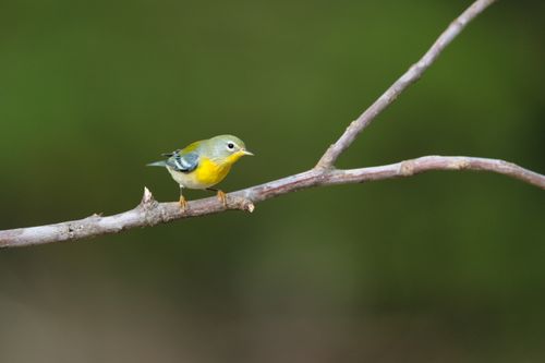 Free Colorful songbird on a branch in Dover, TN captured with selective focus. Stock Photo