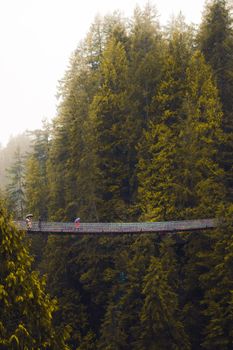 People walking on a suspension bridge amidst dense pine trees and mist.