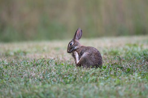 Základová fotografie zdarma na téma fotografie divoké přírody, fotografování zvířat, králík